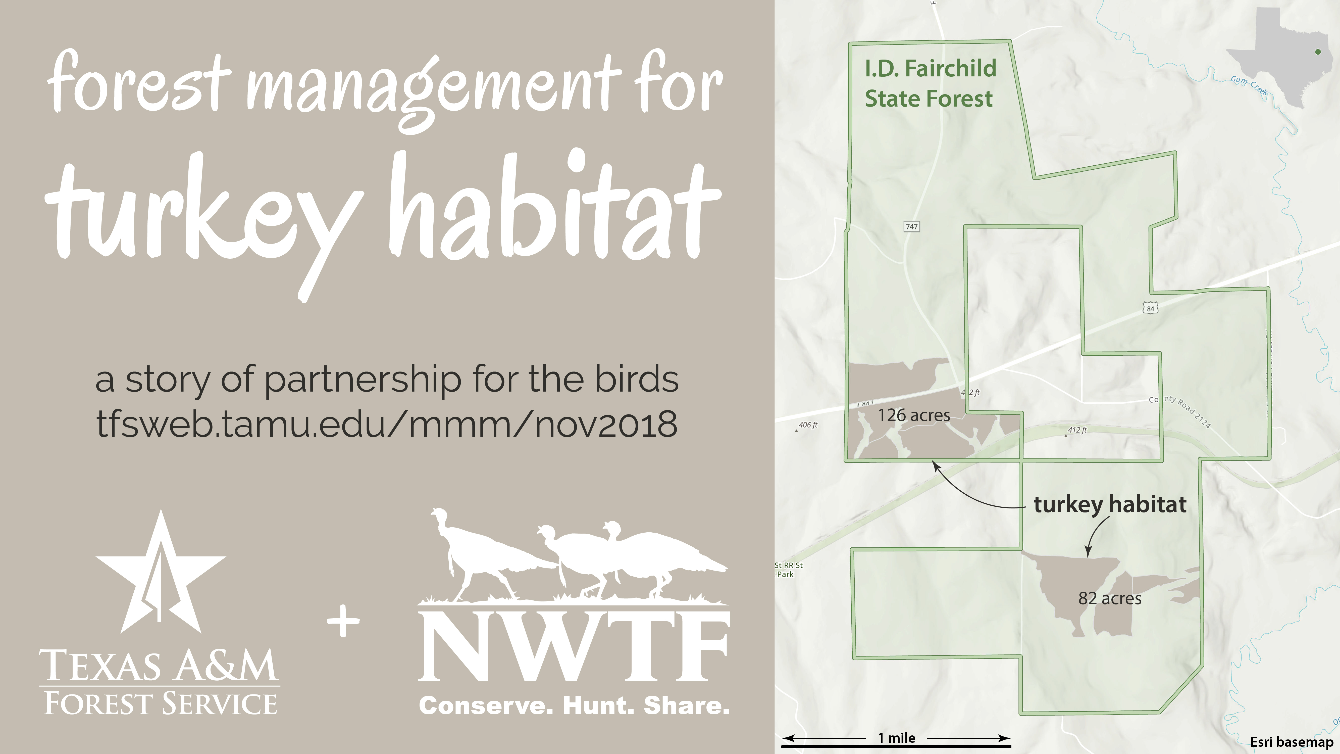 Forest Management for Turkey Habitat